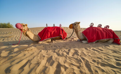 Half Day Private Desert Safari